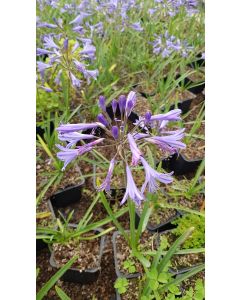 Agapanthus x 'Northern Star'® / Lis du Nil