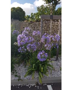 Agapanthus africanus 'Bleu' / Lis du Nil bleu
