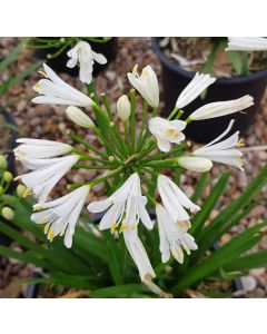 Agapanthus NINA® White 'MONSAPHO' / Lis du Nil blanche