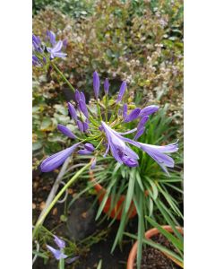 Agapanthus PITCHOUNE® BLUE 'Scrarey09' / Lis du Nil bleu