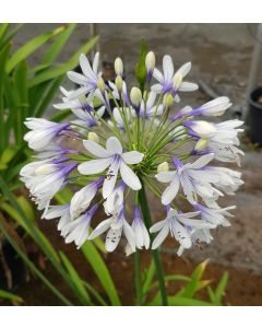 Agapanthus TWISTER® 'Ambic001' / Lis du Nil bicolore