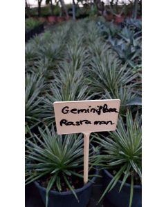 Agave geminiflora 'Rastaman' / Agave à fleurs géminées