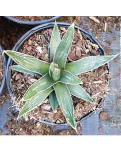 Agave pintilla