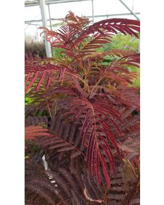 Albizia julibrissin 'Summer Chocolate'® / Arbre à soie poupre