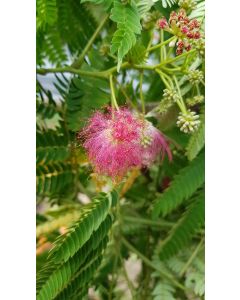 Albizia julibrissin OMBRELLA® 'Boubri' / Arbre à soie à fleurs rose