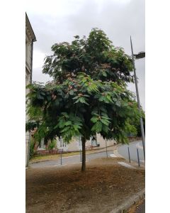 Albizia julibrissin 'Rouge Selection' / Arbre à soie rouge