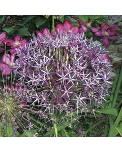 Allium christophii (Multi-bulbe) / Ail à boule étoilée