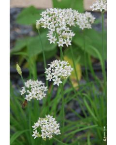 Allium neapolitanum (Multi-bulbe) / Ail de Naples