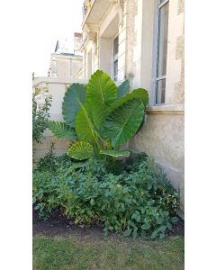 Alocasia macrorrhiza 'Borneo Giant' / Oreille d'Elephant Géante