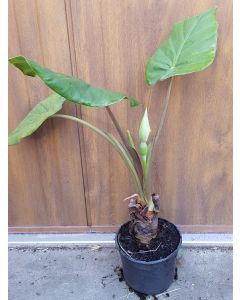 Alocasia macrorrhiza 'Borneo Giant Pink Stem'