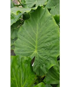 Alocasia macrorrhiza / Oreille d'Elephant