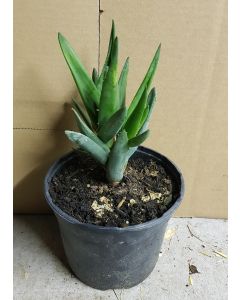 Aloe barberae x dichotoma 'Hercules' (2 Têtes)