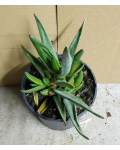 Aloe barberae x dichotoma 'Hercules' (5 Têtes)