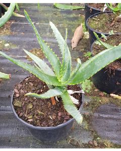 Aloe Capitata ssp Tsiroanomandidy