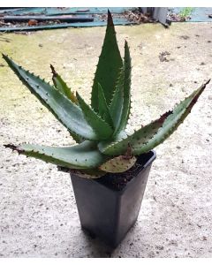 Aloe ferox / Aloès du Cap
