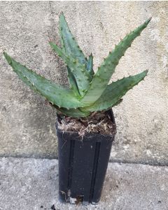 Aloe ferox / Aloès du Cap