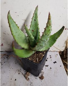 Aloe ferox / Aloès du Cap