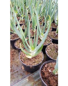 Aloe hexapetala / Aloe à tête penchée