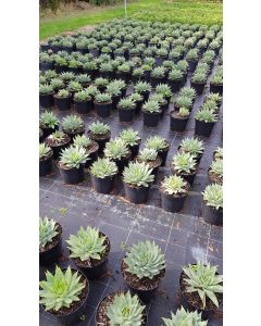 Aloe polyphylla / Aloès spirale du Lesotho