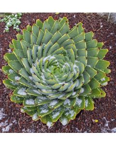 Aloe polyphylla / Aloès spirale du Lesotho
