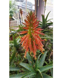 Aloe x spinosissima