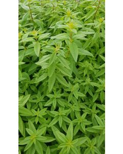 Aloysia citriodora / Verveine citronnelle