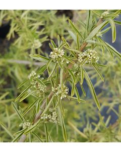 Aloysia polystachya / Verveine menthe d'Argentine
