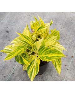 Alpinia zerumbet 'Variegata' / Gingembre coquille panaché