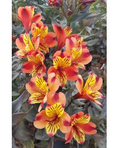 Alstroemeria x GARDEN 'Indian Summer'® / Lys des Incas