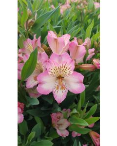 Alstroemeria x GARDEN SUMMER BREAK® / Lys des Incas