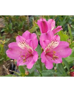 Alstroemeria x GARDEN SUMMER SAINT® 'Tessumsaint' / Lys des Incas