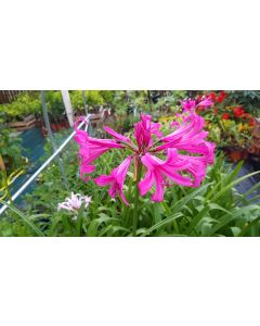 Amarine bellavida 'Anastasia' / Nerine Anastasia