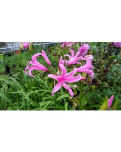 Amarine bellavida 'Aphrodite' / Nerine  Aphrodite