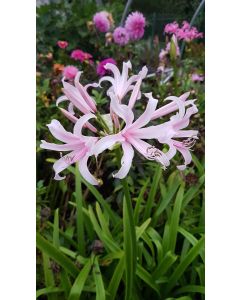 Amarine bellavida 'Emmanuelle' / Nerine Emmanuelle
