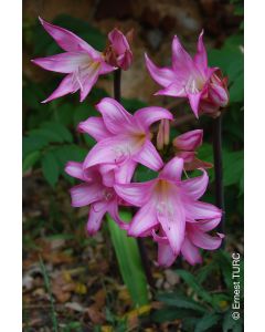 Amaryllis belladonna / Lys belladonne