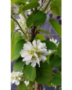 Amelanchier alnifolia 'Martin' / Amélanchier à feuille d'Aulne