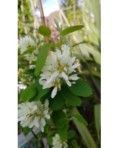 Amelanchier alnifolia 'Honeywood'/ Amélanchier à feuille d'Aulne