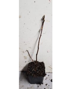 Amelanchier alnifolia 'Sleyt'/ Amélanchier à feuille d'Aulne
