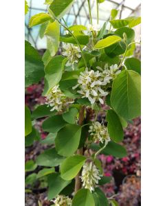 Amelanchier alnifolia 'Thiessen' / Amélanchier à feuille d'Aulne