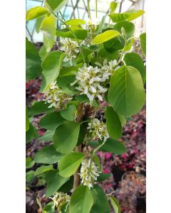 Amelanchier alnifolia 'Smokey' / Amélanchier à feuille d'Aulne