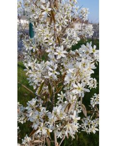 Amelanchier canadensis 'Prince William' / Amélanchier du Canada