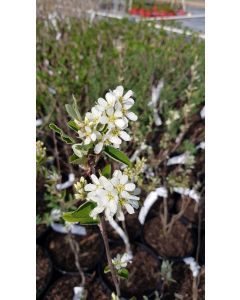 Amelanchier rotundifolia / Amélanchier des bois