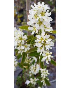 Amelanchier rotundifolia / Amélanchier des bois