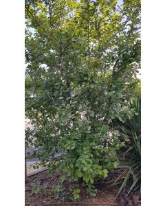 Amelanchier lamarckii / Amélanchier de Lamarck