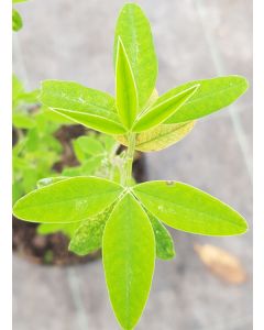 Anagyris foetida / Anagyre fétide