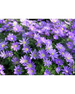 Anemone blanda 'Blue Shades' (Multi-bulbe) / Anémone de Grèce