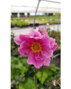 Anemone x 'Konigin Charlotte' / Anémone du Japon rose