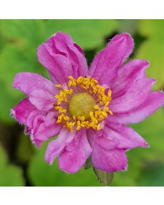 Anemone hupehensis var. japonica 'Pamina' / Anémone du Japon