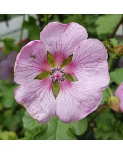 Anisodonthea malvastroides / Mauve du cap