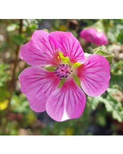 Anisodonthea 'Large Red' / Mauve du cap rouge